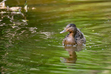 Mallard Duck Anas platyrhynchos, Female on river
