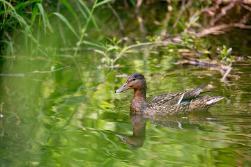 Mallard Duck Anas platyrhynchos, Female on river