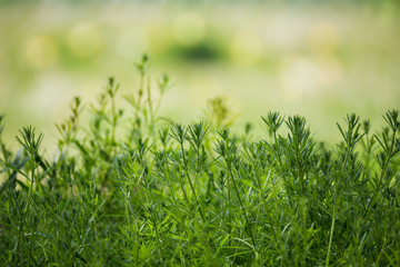 spring plants on Riverside with shallow focus