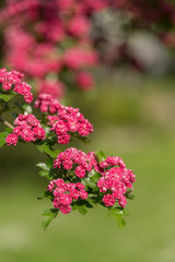 Flowers pink hawthorn. Tree pink hawthorn