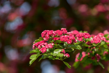Flowers pink hawthorn. Tree pink hawthorn
