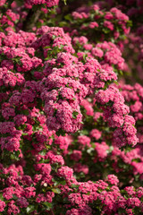 Obraz premium Flowers pink hawthorn. Tree pink hawthorn