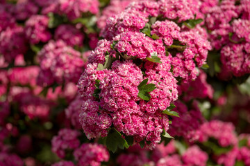 Flowers pink hawthorn. Tree pink hawthorn
