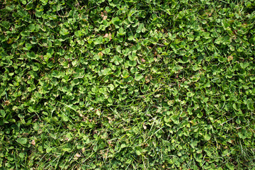 Obraz premium Green grass background