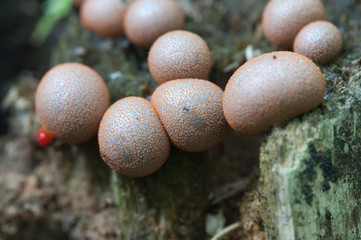 Lycogala epidendrum