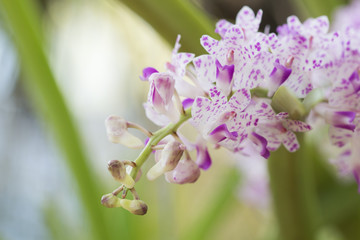 Wildflower orchid,Orchids Changkra,Rhynchostylist gigantea