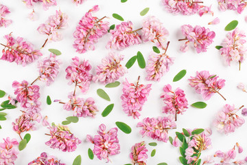 Fototapeta premium Acacia flowers in acacia leaves