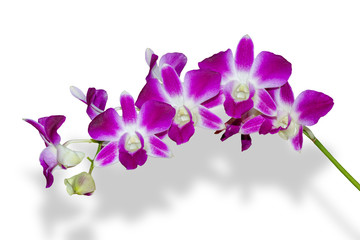 Fototapeta na wymiar Orchid flower isolated, Clipping path
