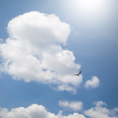bird and dramatic clouds