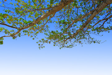 green leaves and branches on blue sky background