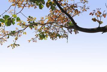 green leaf isolated on background