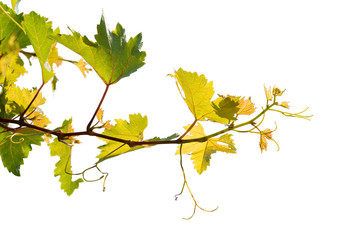 vine branch leaves isolated on white background
