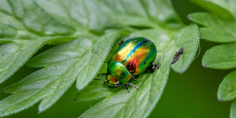 käfer auf blatt