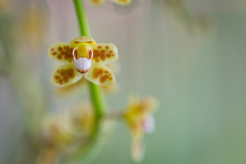 Beautiful wild flower orchid,Chiloschista