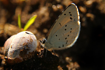 Schmetterling