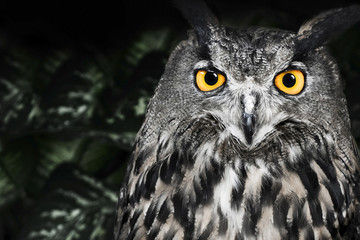 The evil eyes. ( Eagle Owl, Bubo bubo).