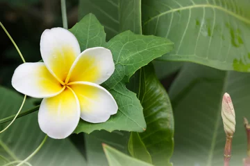 Zelfklevend Fotobehang White anf yellow flower plumeria or frangipani with fresh coccinia © kazitafahnizeer