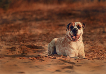Hund/Mischling