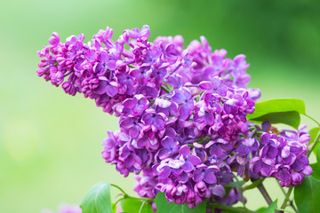 branch of blossoming pink lilac close up