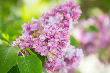 Fototapeta na wymiar branch of blossoming pink lilac close up