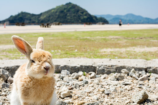 座っている大久野島のウサギ