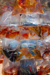 Aquarium fish displayed in plastic bags for sale
