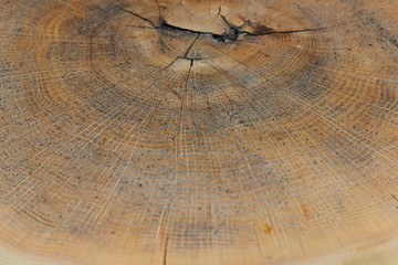 the texture of natural wood, end cut with annual rings