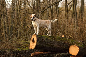 Hund/Mischling