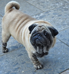 Pug stand alone on the ground