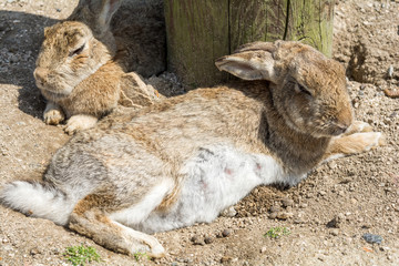 横になっている大久野島のウサギ