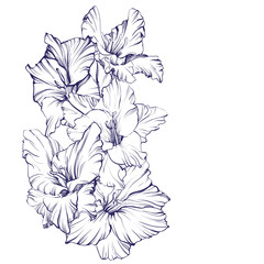 floral blooming gladiolus hand drawn vector illustration sketch - obrazy, fototapety, plakaty