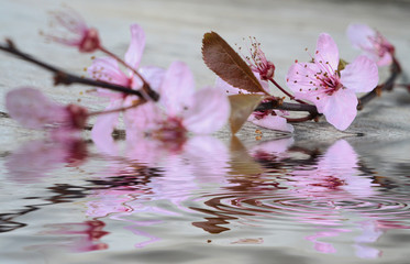 Obrazy na Szkle  Kirschblüten mit Wasserspiegelung