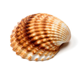 Seashell on white