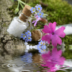  Globuli mit Blüten auf Moos mit wasserspiegelung