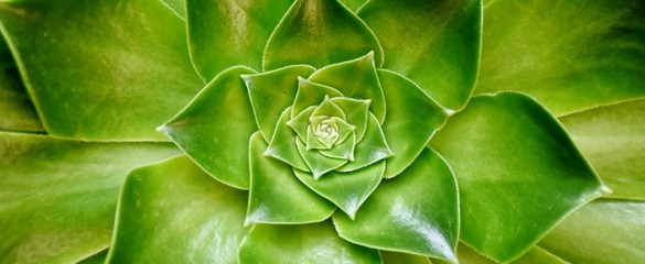 Close up of green Echeveria succulent in sunlight