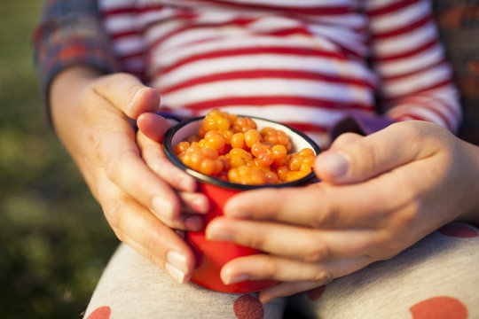Hands holding mug full of cloudberries, Kiruna, Lapland, Sweden