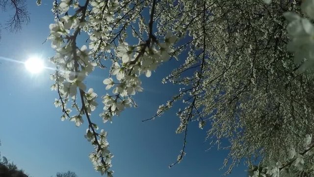 hawthorn in springtime