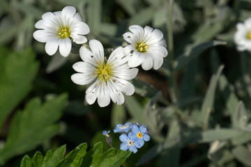 Fototapeta na wymiar spring flowers
