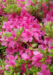 雨に濡れて綺麗なツツジ