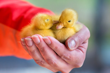 Two newborn yellow ducklings sitting on hand