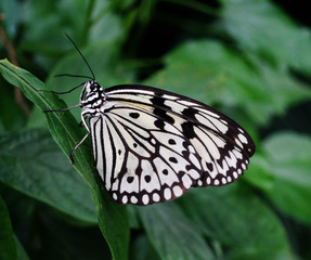 Schmetterling