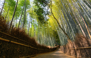 Quiet path in the Arashiyama bamboo grove in Kyoto, Japan