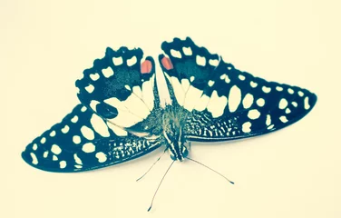Gordijnen butterfly isolated on white background © yaoshiko