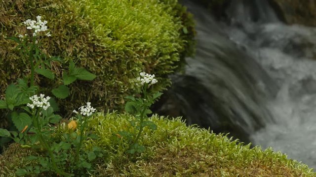 苔むした岩に咲く花と水の流れ