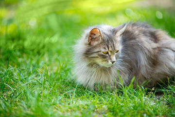 Naklejka na ściany i meble Siberian gray cat lying on the grass