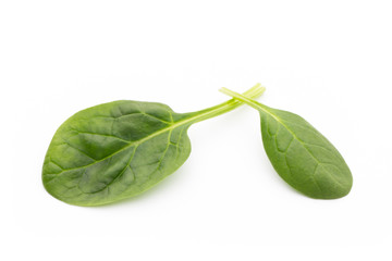 Spinach on the isolated white.