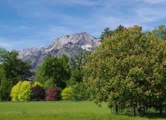 Der sagenumwobene Untersberg von Anif gesehen / Salzburg / Österreich