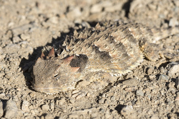 Naklejka premium Horned lizard camouflaged on ground