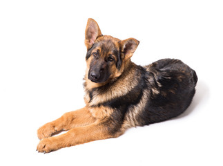 Shepherd puppy on a white