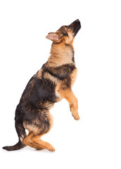 Shepherd puppy on a white